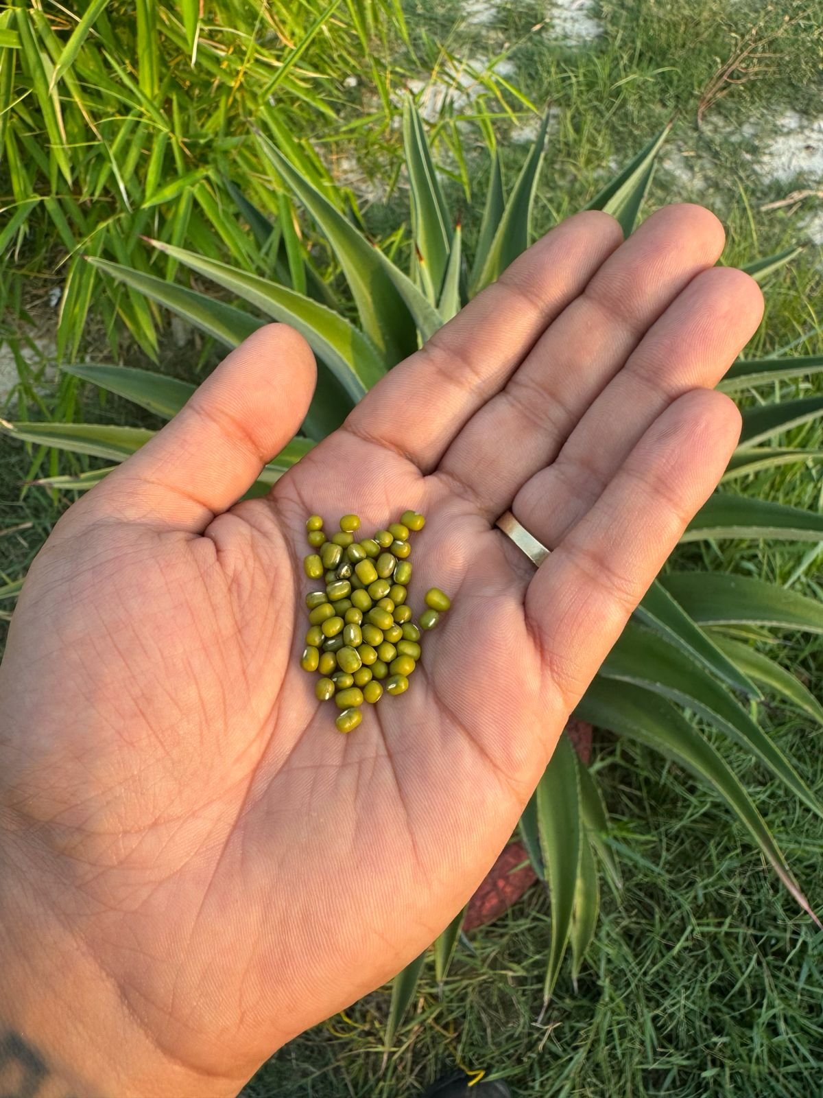 Thoughtful Seed Selection