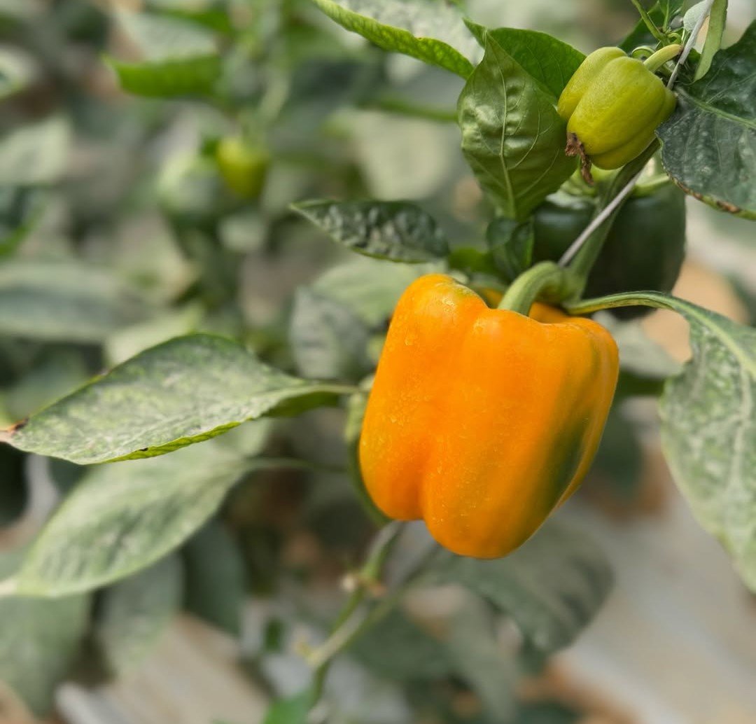 Exotic Vegetables