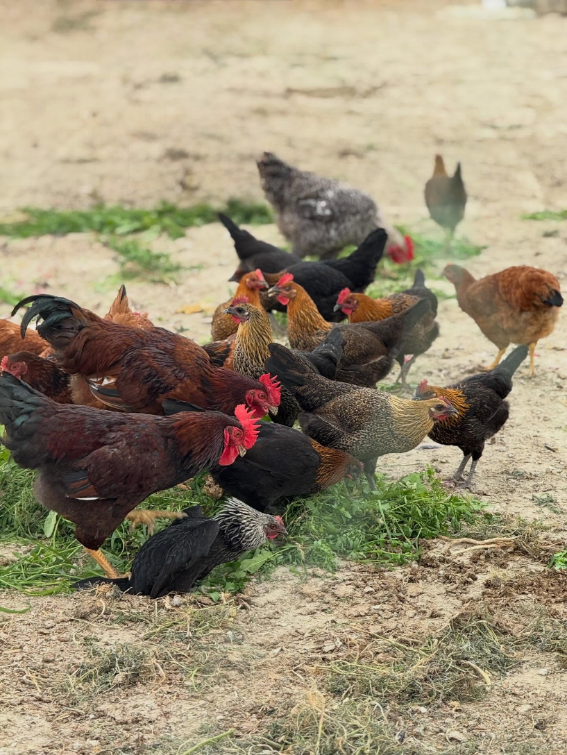 Poultry
