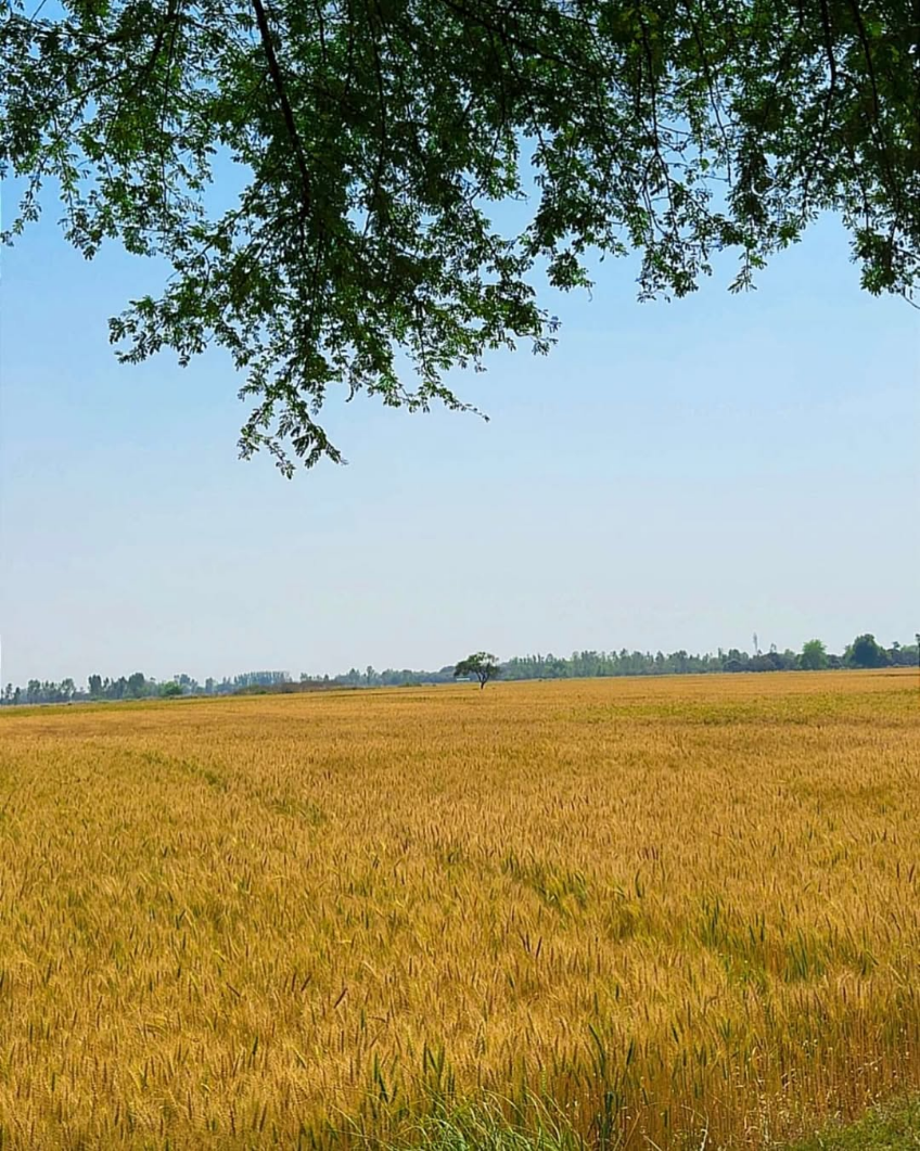 Harvesting