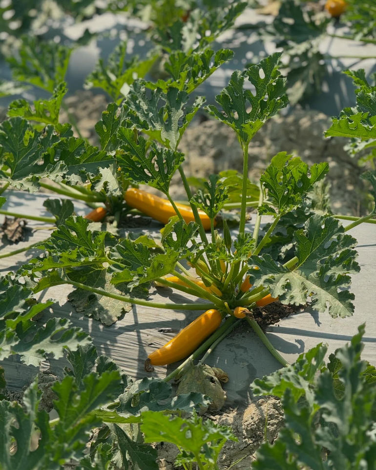 Harvesting