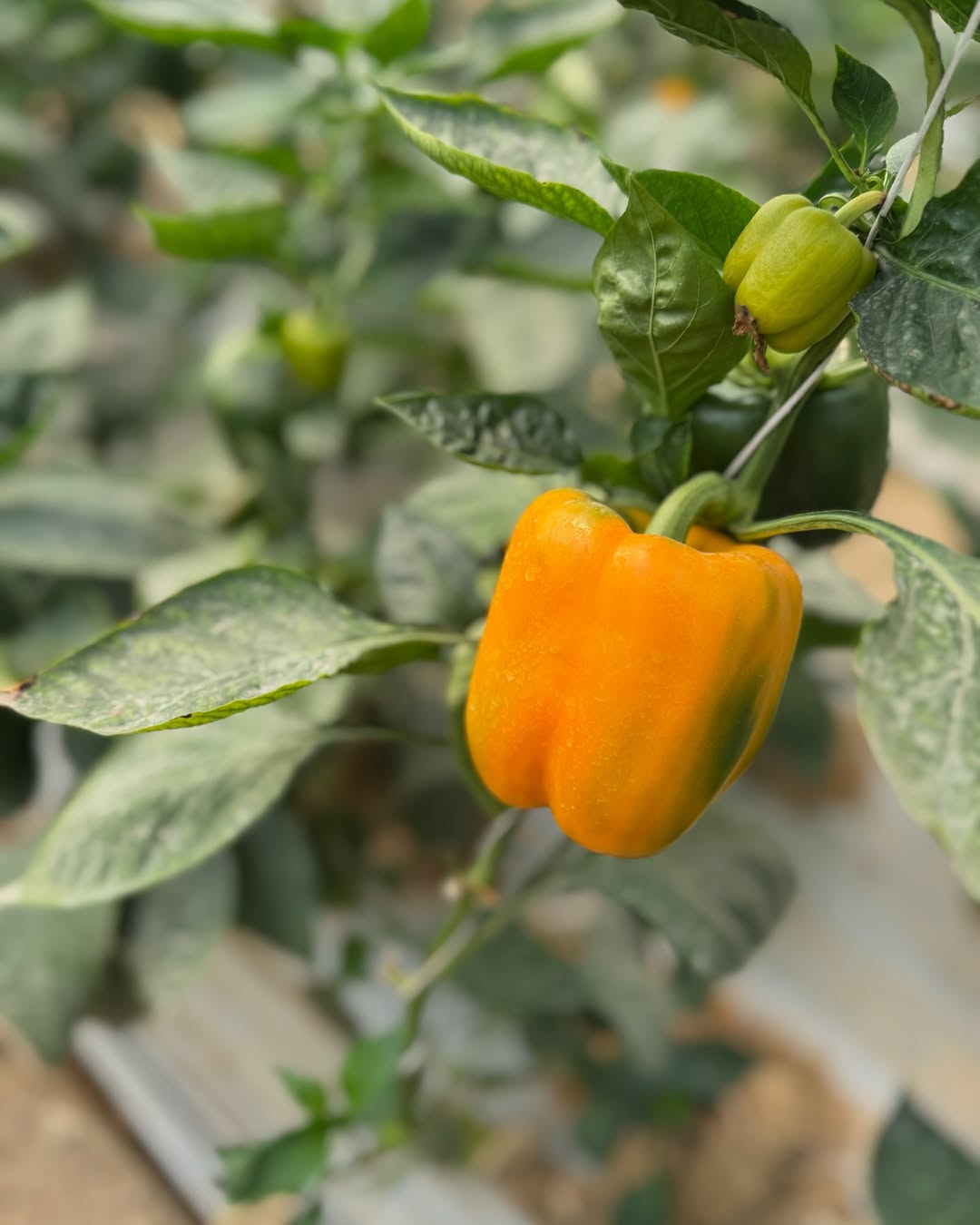 Bellpeppers